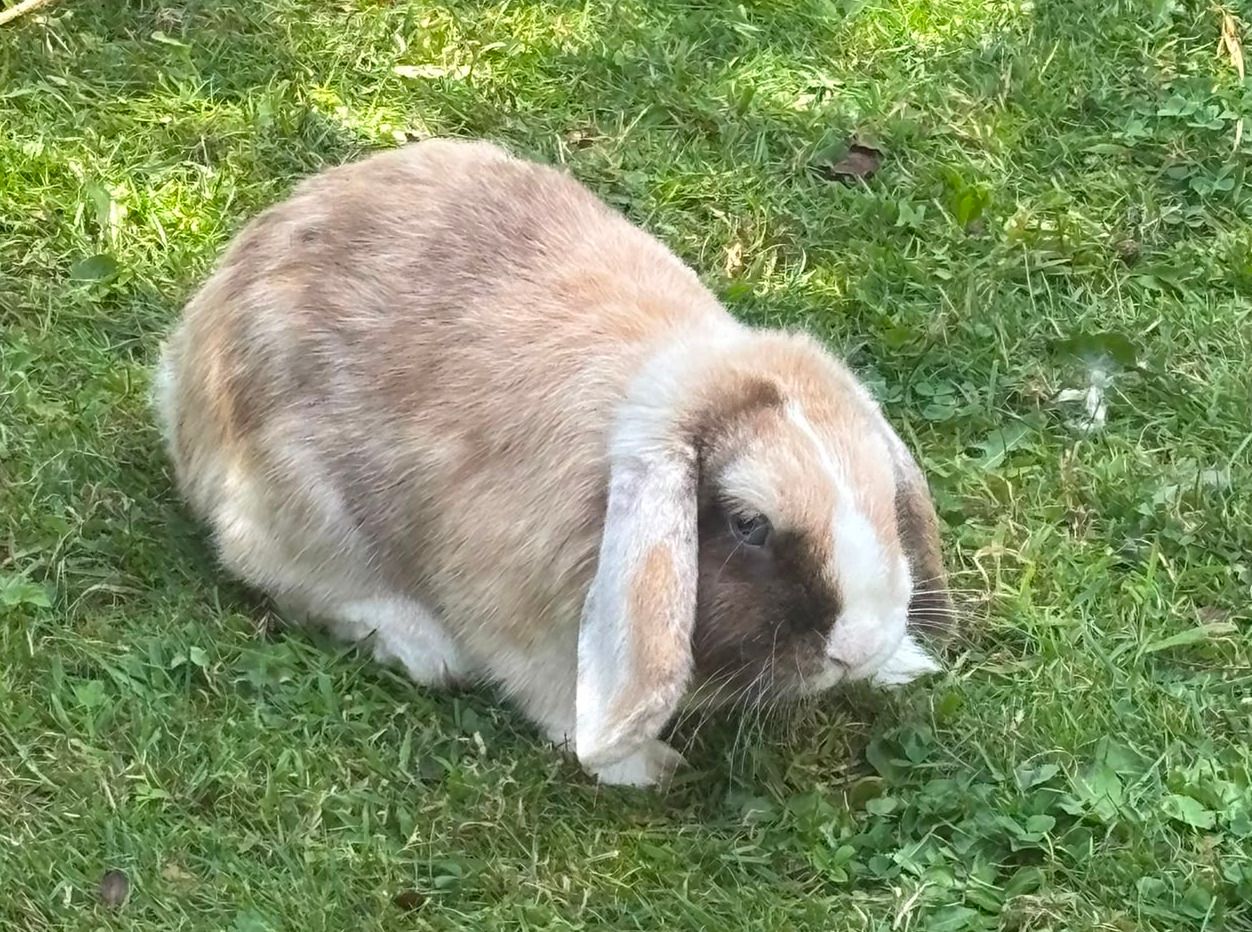 Beschreibung